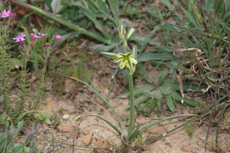 Albuca suaveolens photo 3