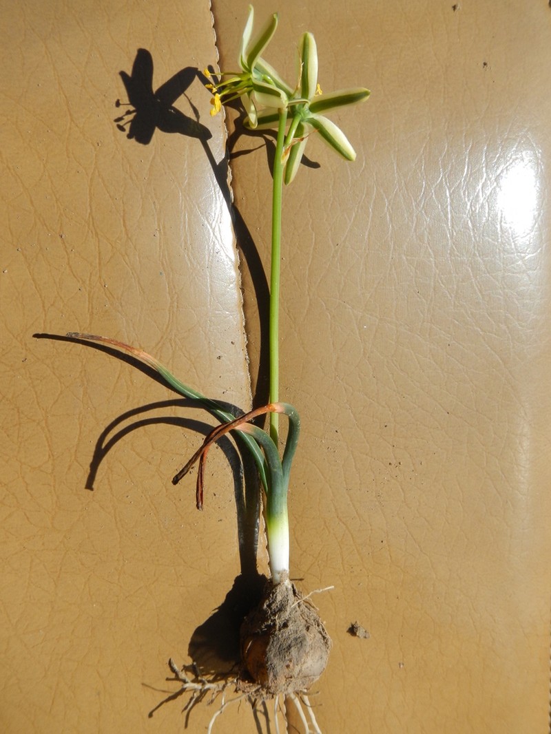 Albuca suaveolens photo 4