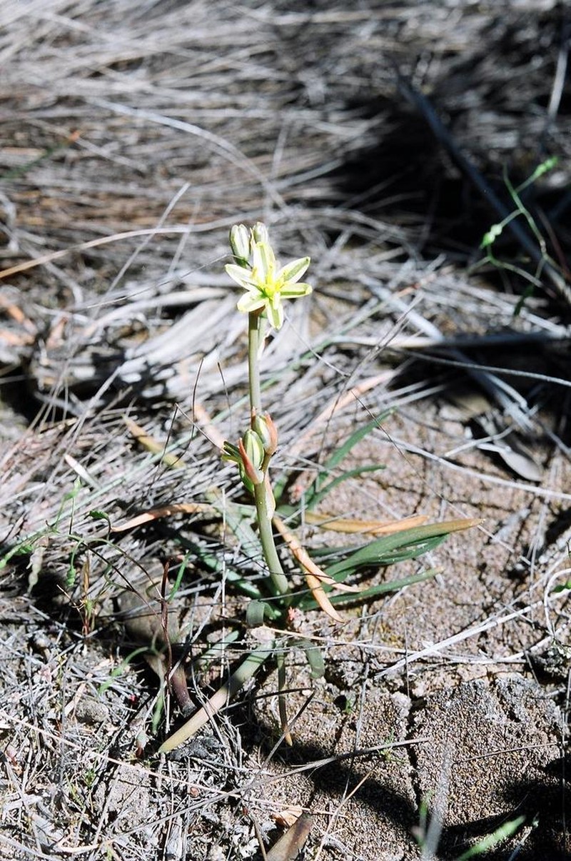 Albuca suaveolens photo 5
