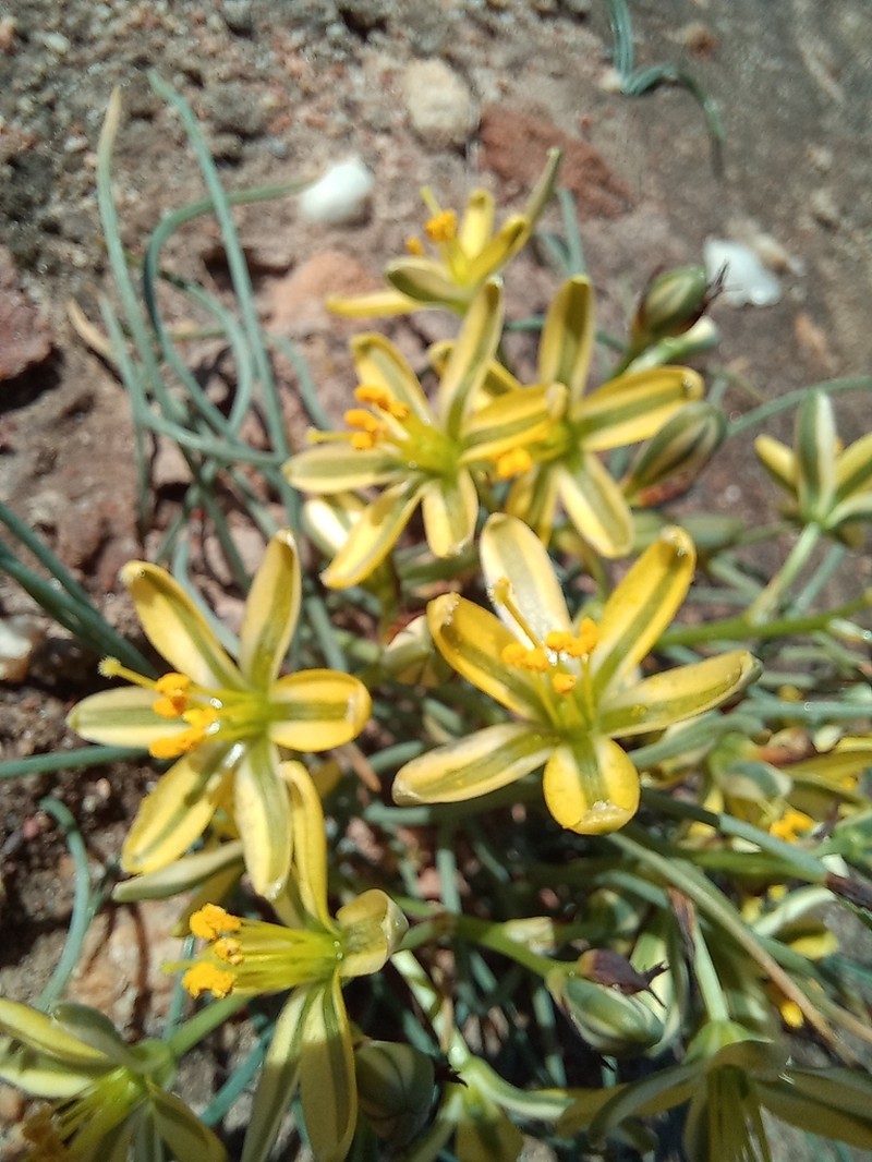 Albuca suaveolens photo 6