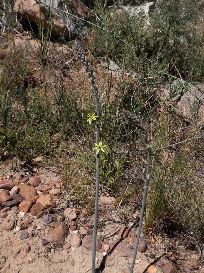 Albuca suaveolens photo 7