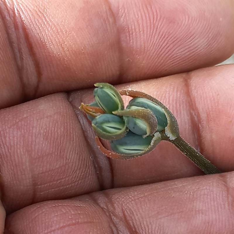 Albuca suaveolens photo 8