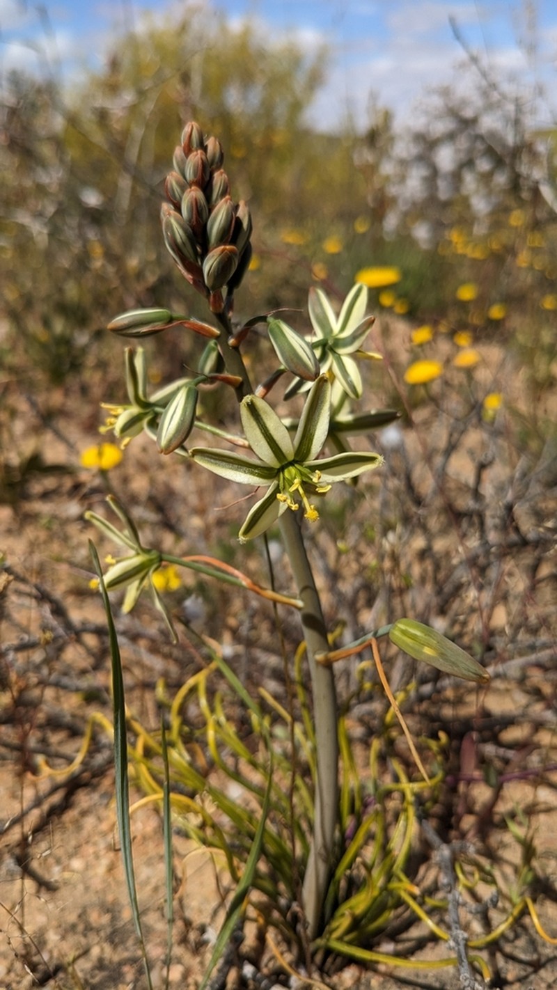 Albuca subglandulosa