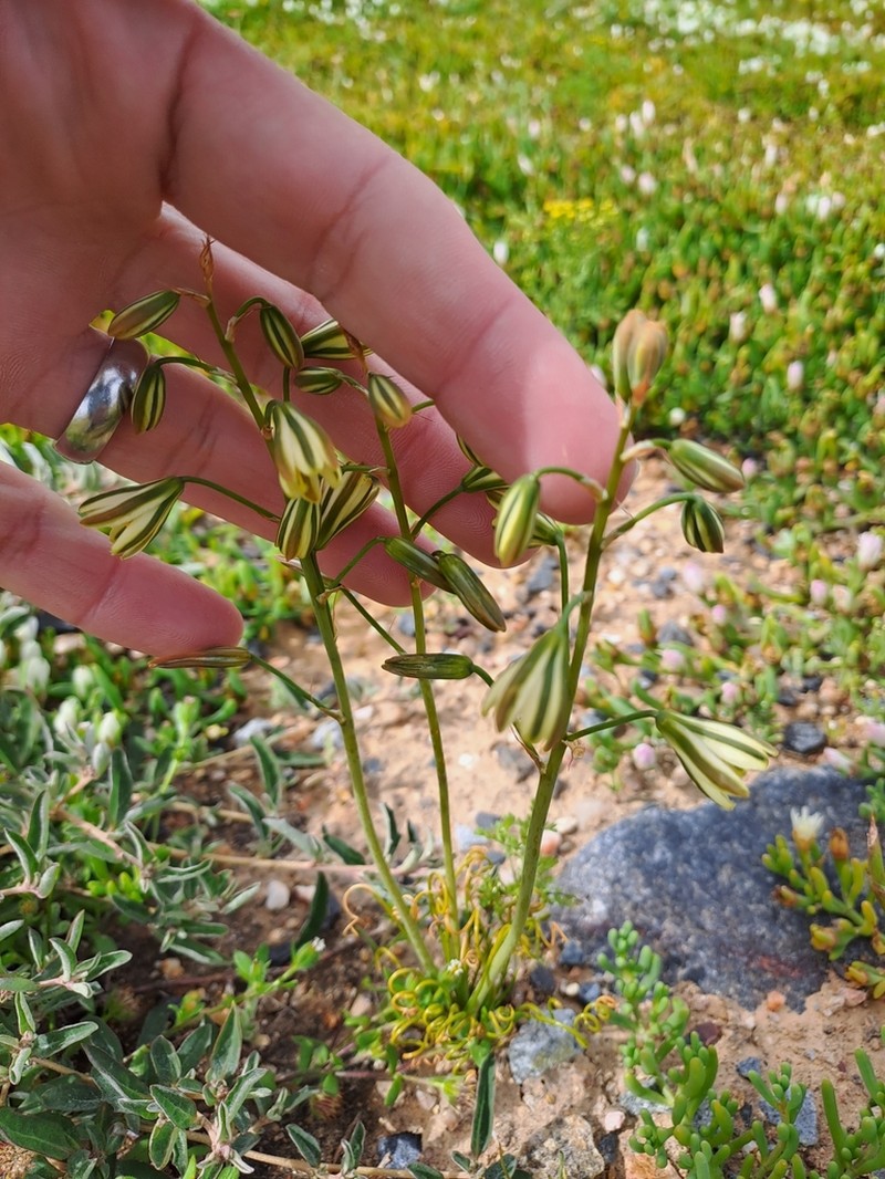 Albuca subglandulosa photo 2
