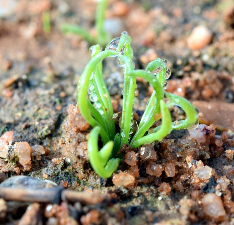 Albuca subglandulosa photo 4