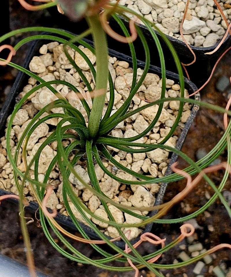 Albuca subglandulosa photo 6