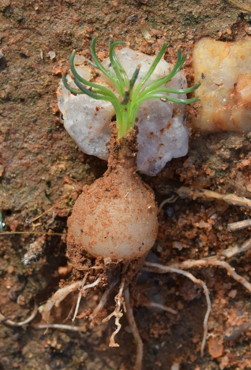 Albuca subglandulosa photo 7