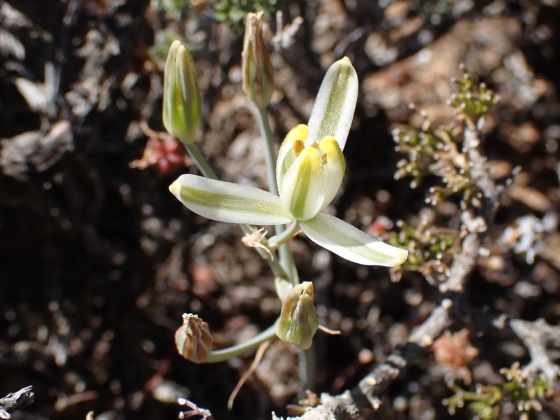 Albuca tenuifolia