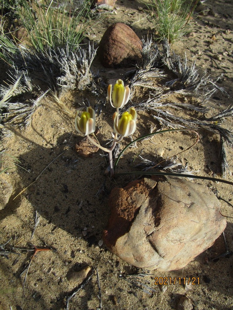 Albuca tenuifolia photo 2