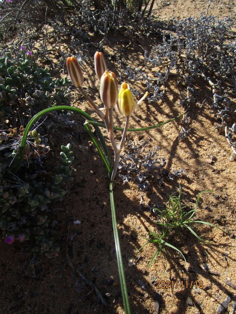 Albuca tenuifolia photo 3