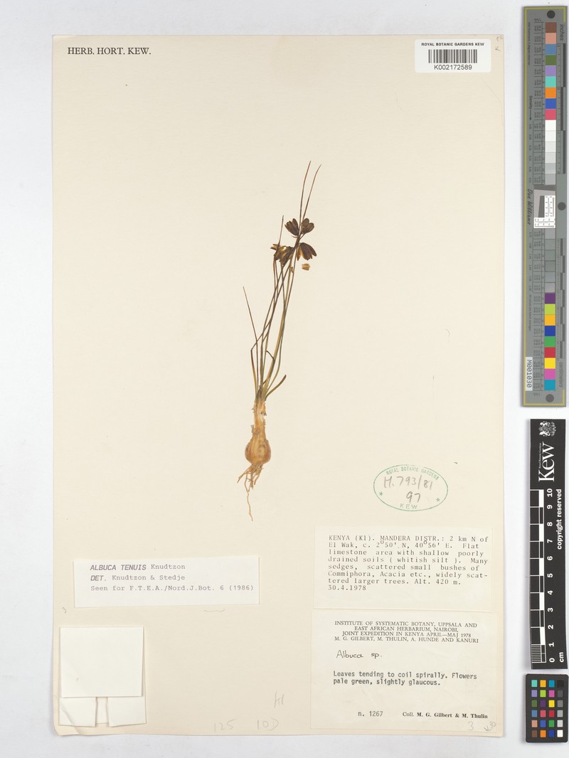 Albuca tenuis