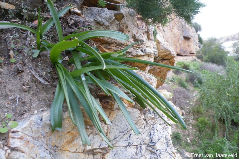 Albuca thermarum