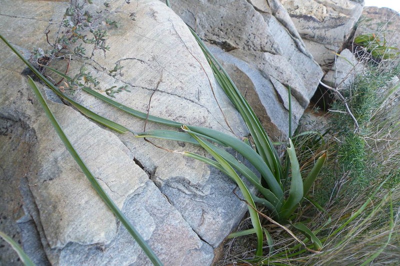 Albuca thermarum photo 2