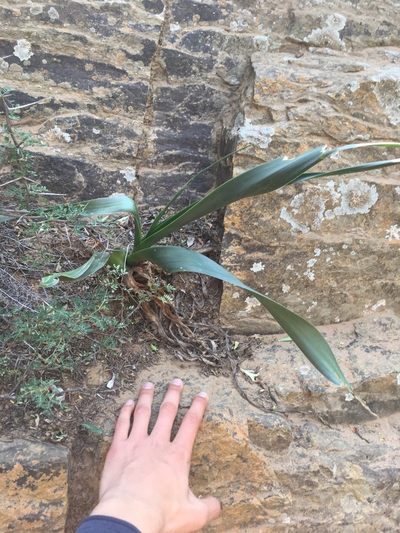Albuca thermarum photo 3