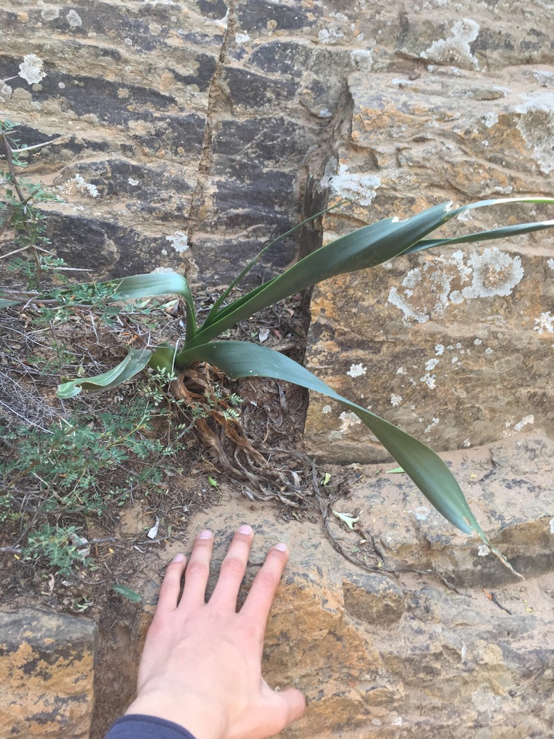 Albuca thermarum photo 4