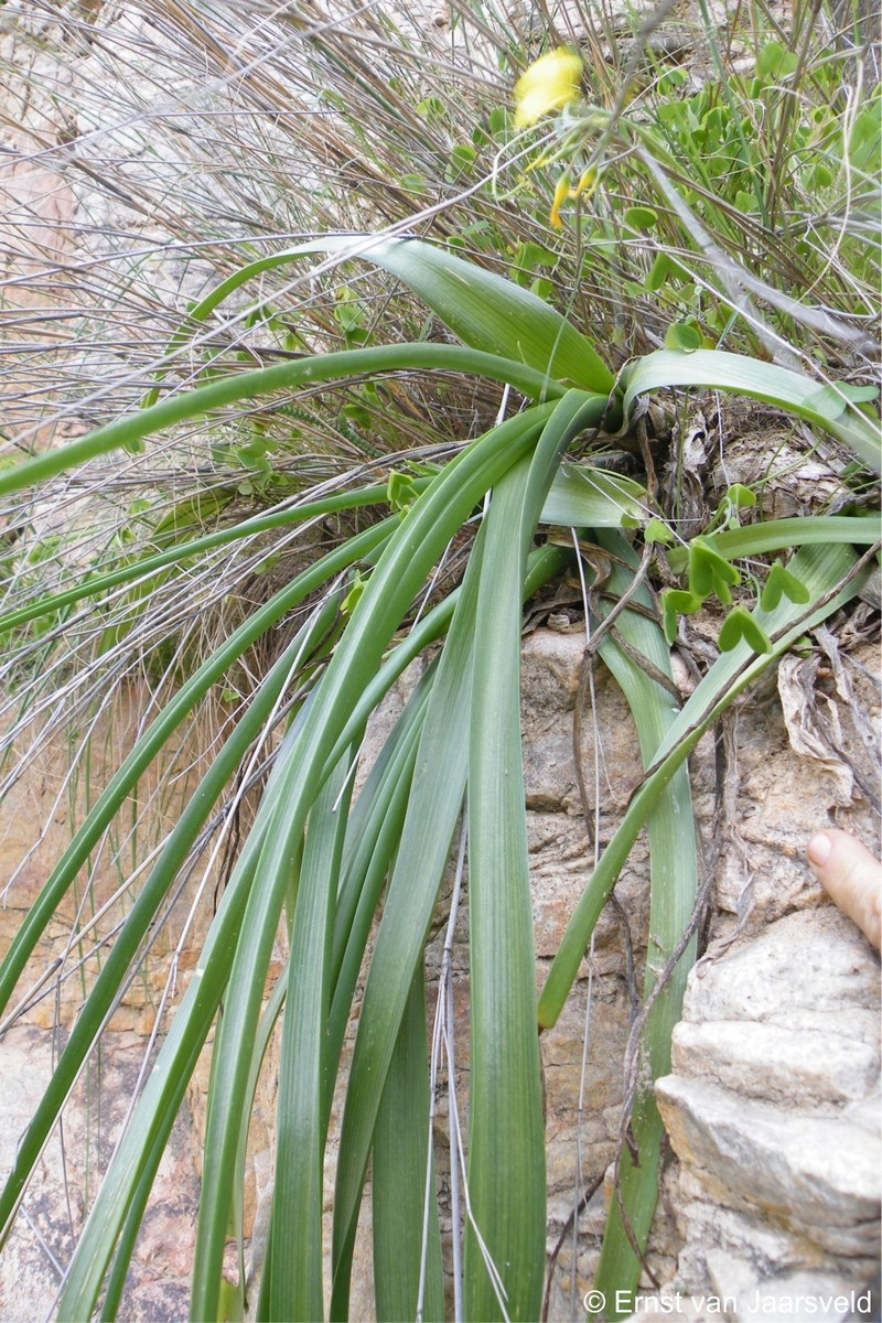 Albuca thermarum photo 5