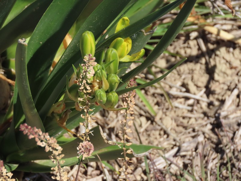 Albuca tortuosa photo 4