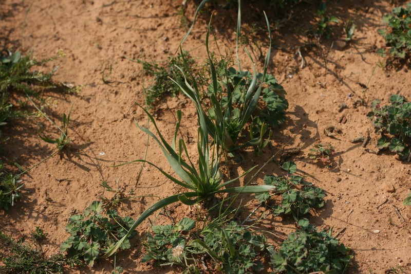 Albuca tortuosa photo 5