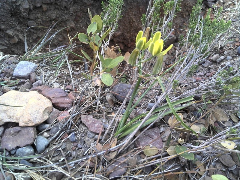 Albuca tortuosa photo 6
