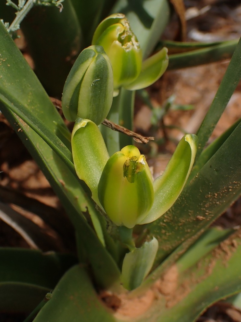 Albuca tortuosa photo 7