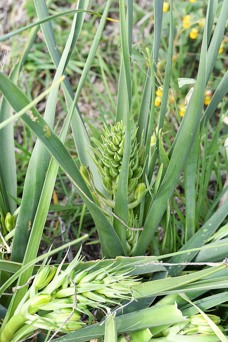 Albuca tortuosa photo 8