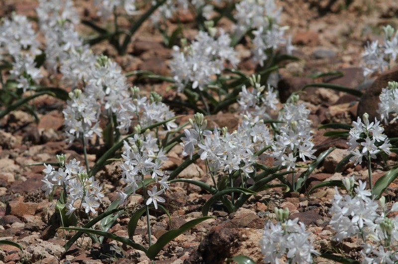 Albuca tubiformis