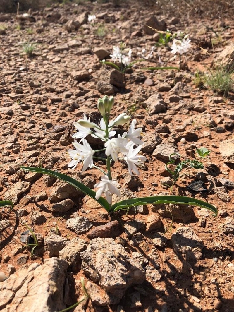 Albuca tubiformis photo 2