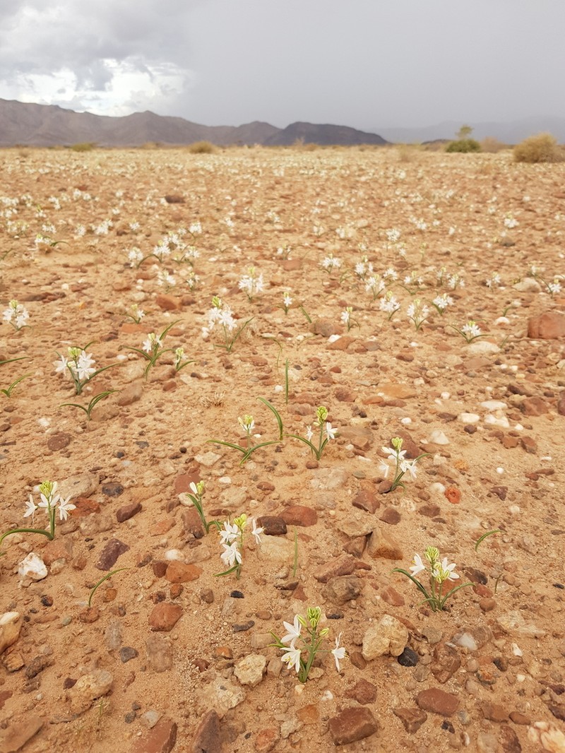 Albuca tubiformis photo 3