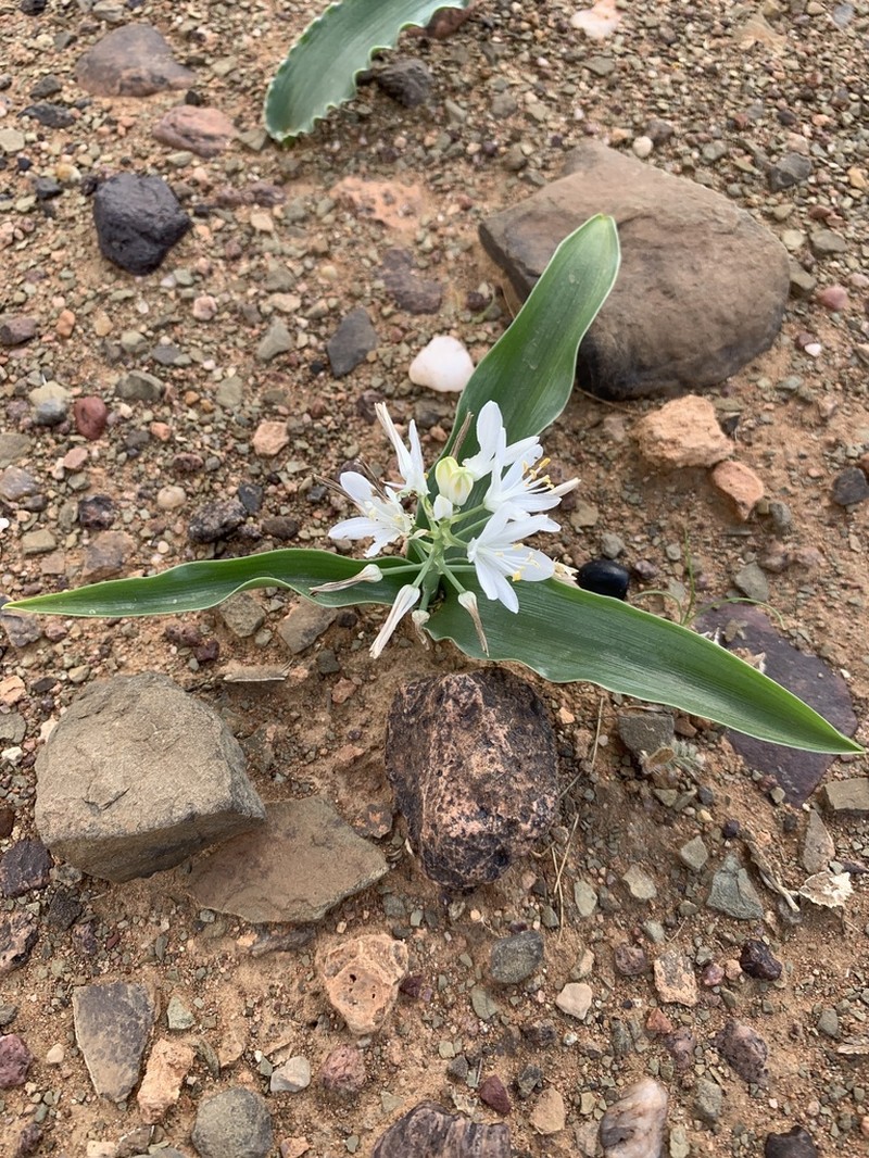 Albuca tubiformis photo 4