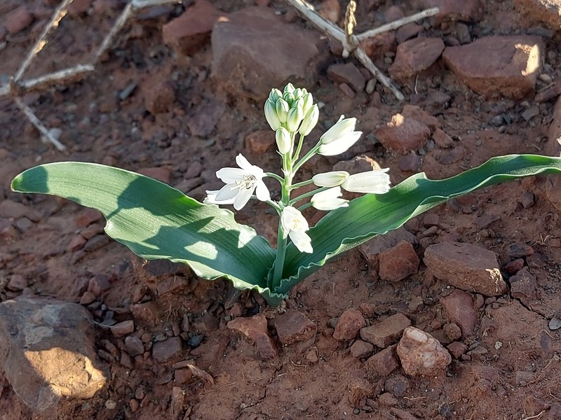 Albuca tubiformis photo 6
