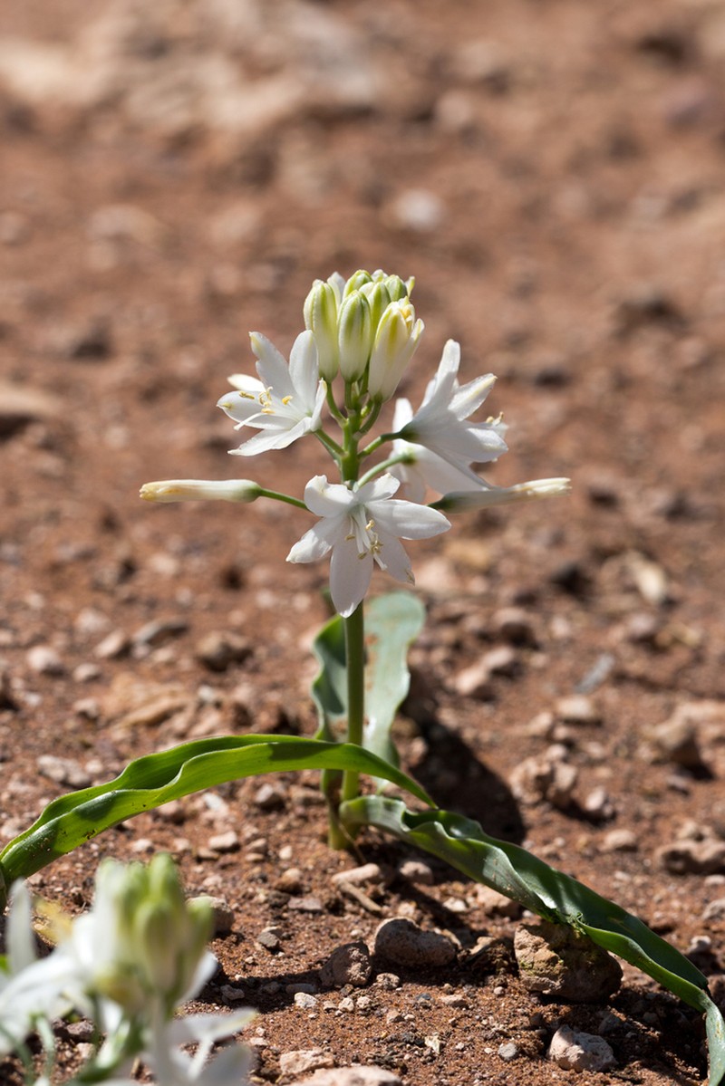 Albuca tubiformis photo 7