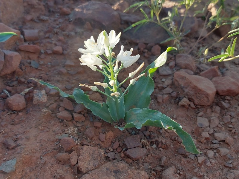 Albuca tubiformis photo 8