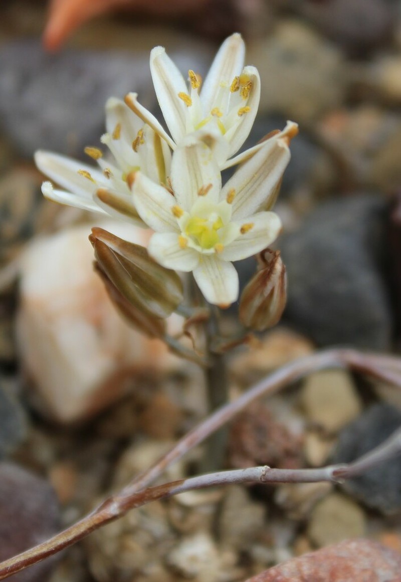 Albuca unifolia photo 2
