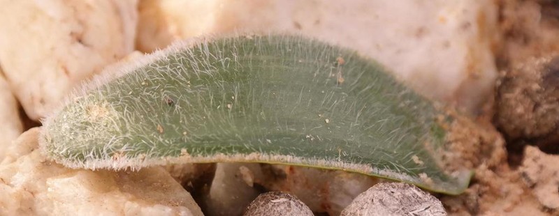 Albuca unifolia photo 3