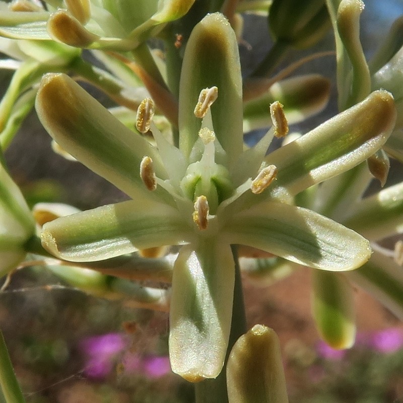 Albuca unifolia photo 4