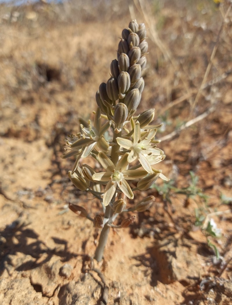 Albuca unifolia photo 5