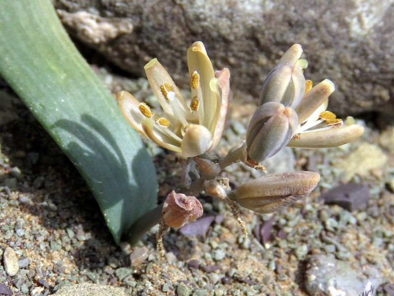 Albuca unifolia photo 6