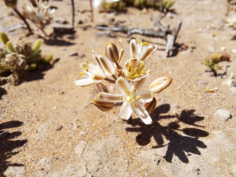 Albuca unifolia photo 8