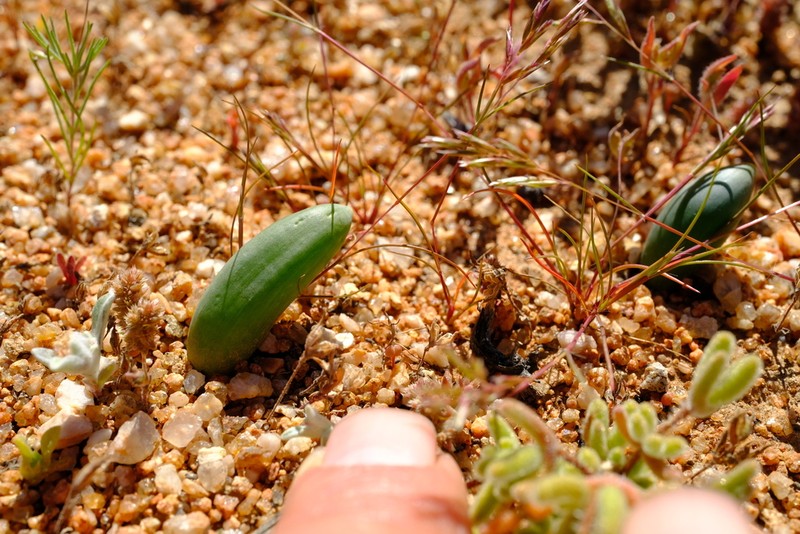 Albuca unifoliata