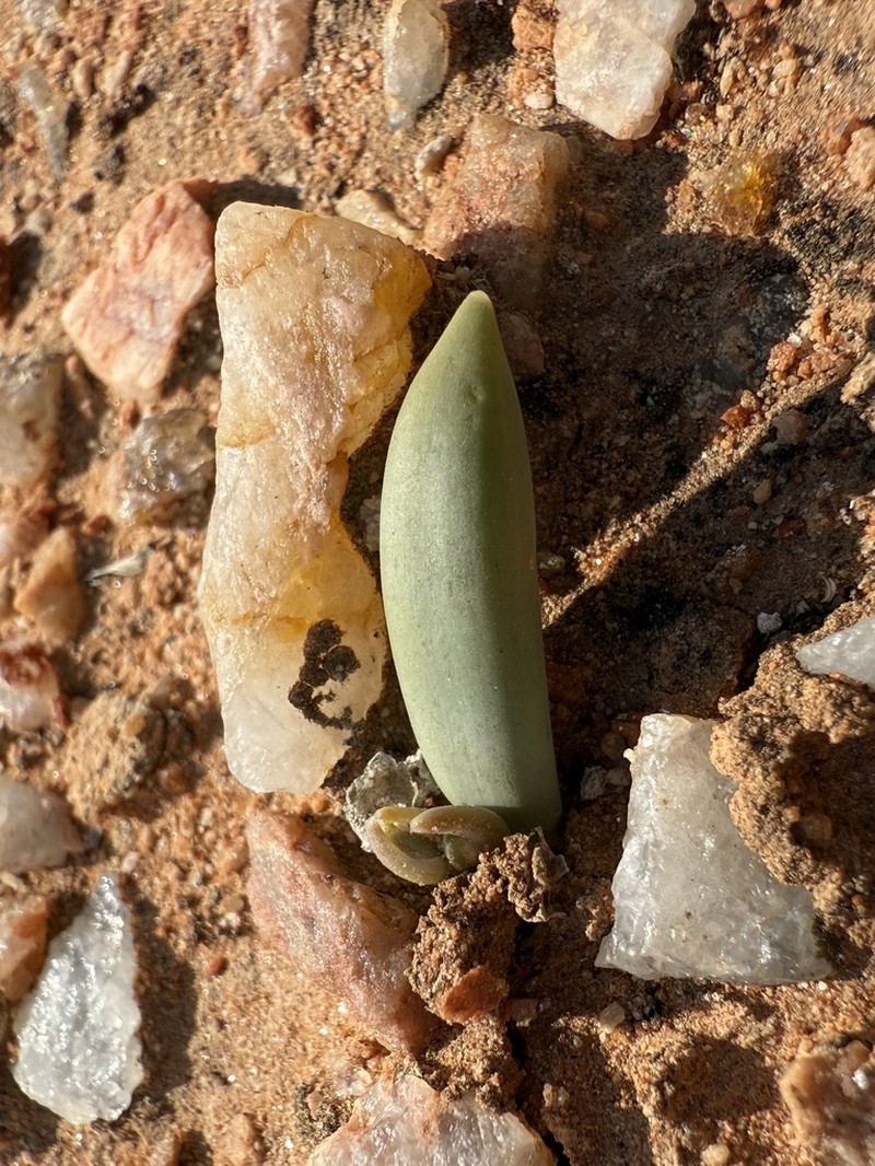 Albuca unifoliata photo 2