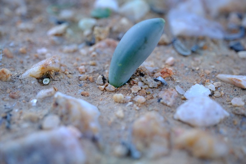 Albuca unifoliata photo 3
