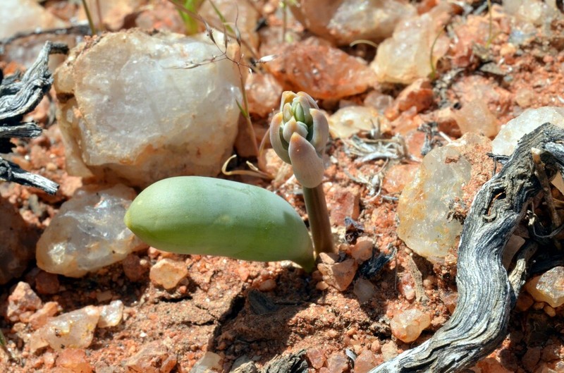 Albuca unifoliata photo 4