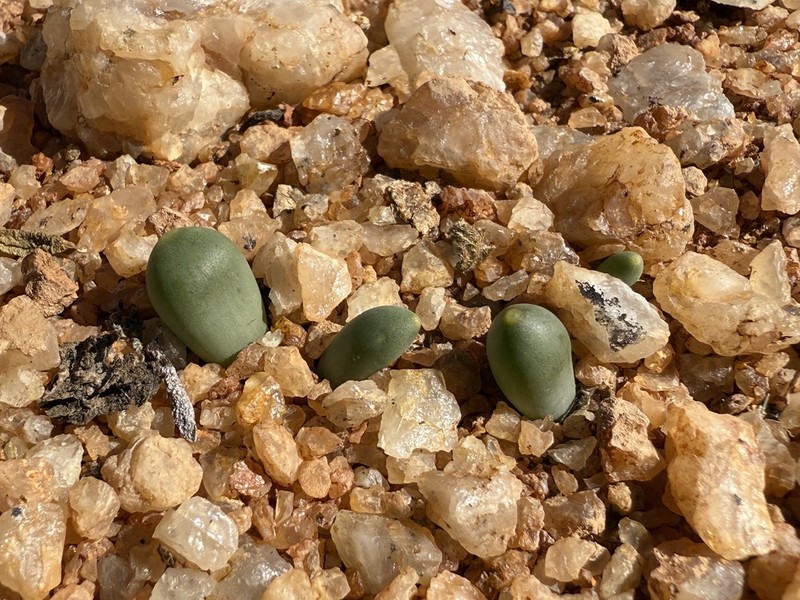 Albuca unifoliata photo 5