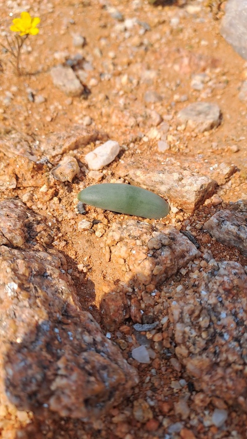 Albuca unifoliata photo 6