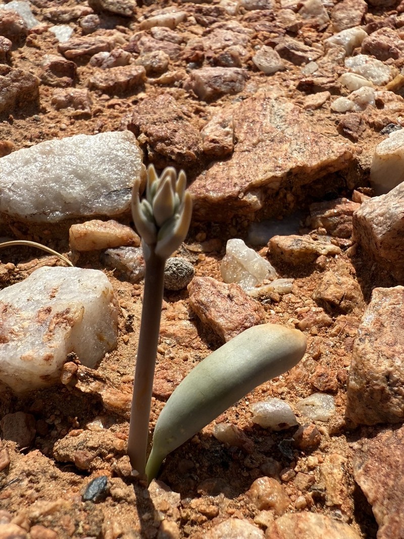 Albuca unifoliata photo 7
