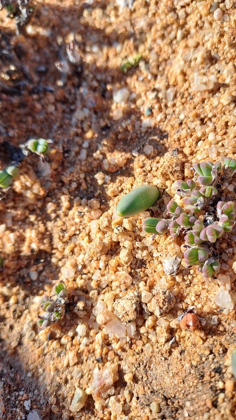 Albuca unifoliata photo 8