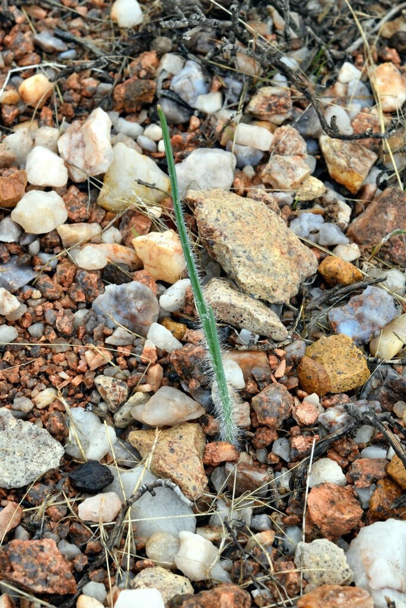 Albuca villosa