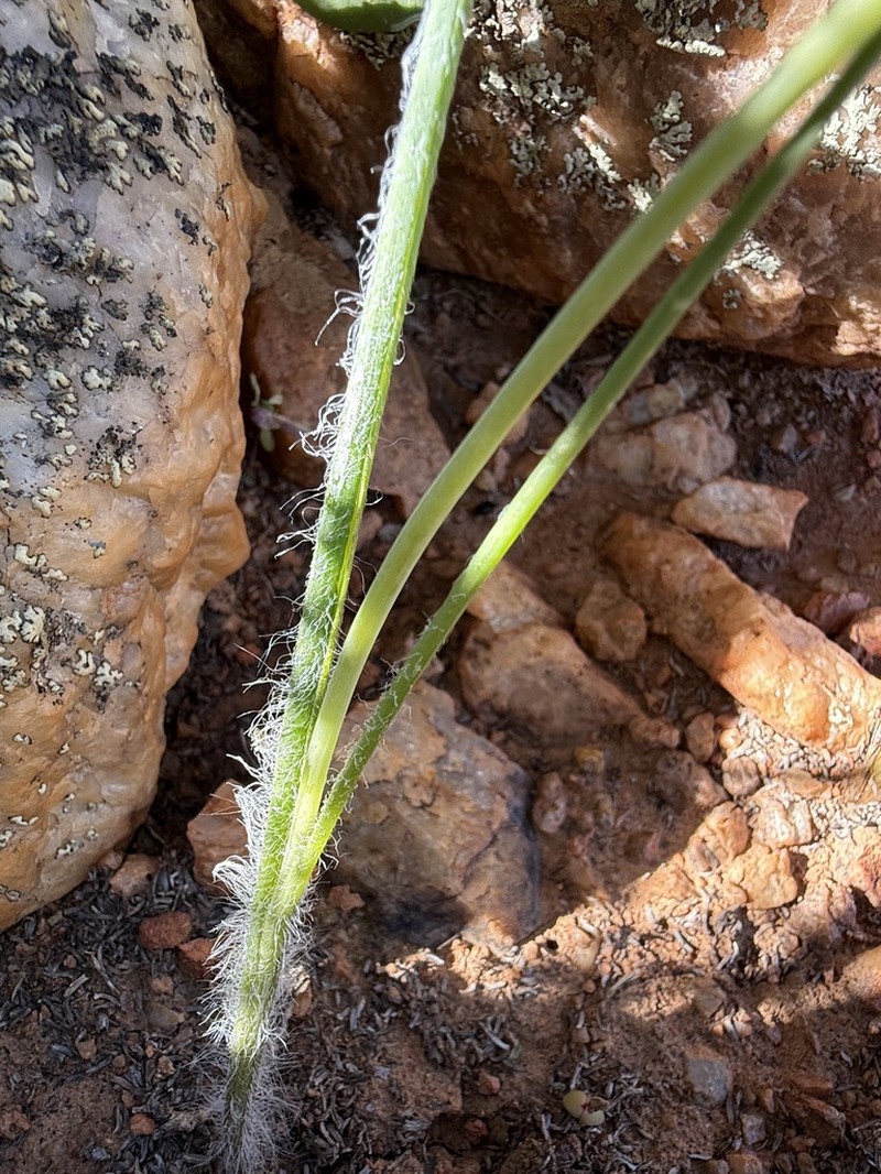 Albuca villosa photo 2