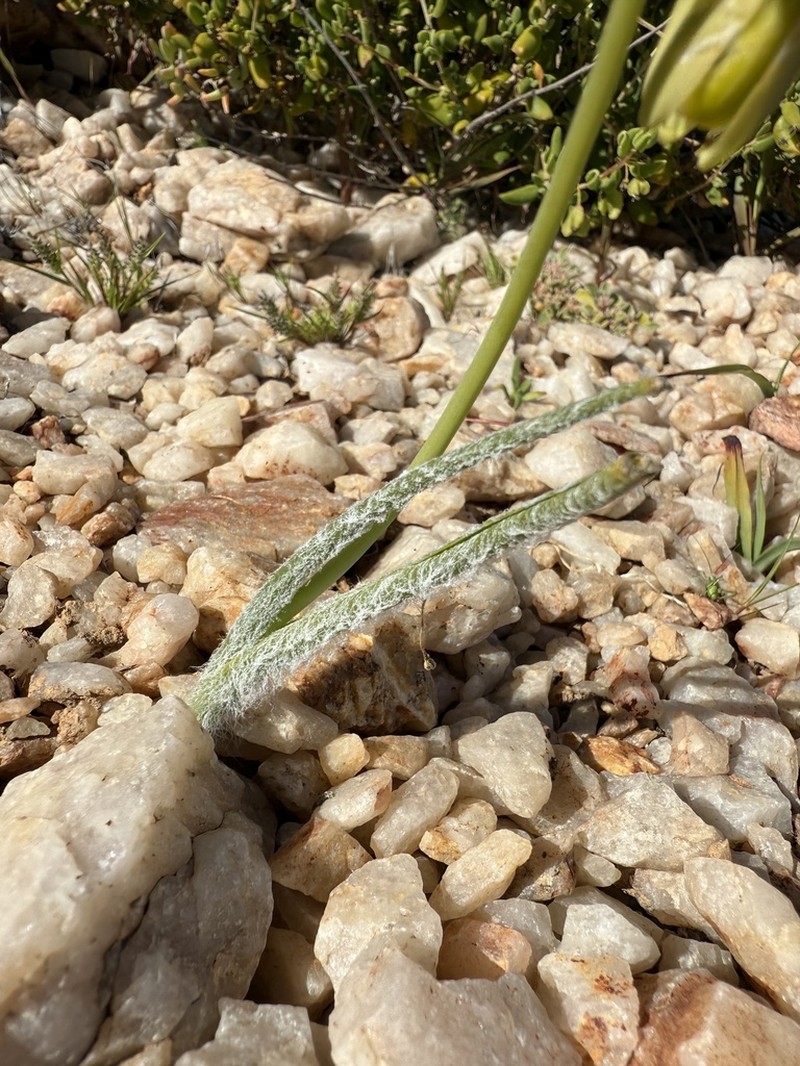 Albuca villosa photo 3