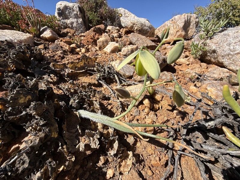 Albuca villosa photo 4